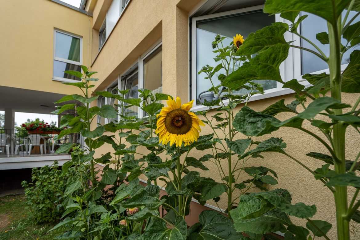 Verein Sunneblueme – unterstützt die sozialpädagogische Aussenwohngruppe  Sunneblueme in Kleinguschelmuth